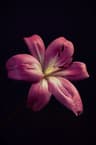 Profile picture of Canopus